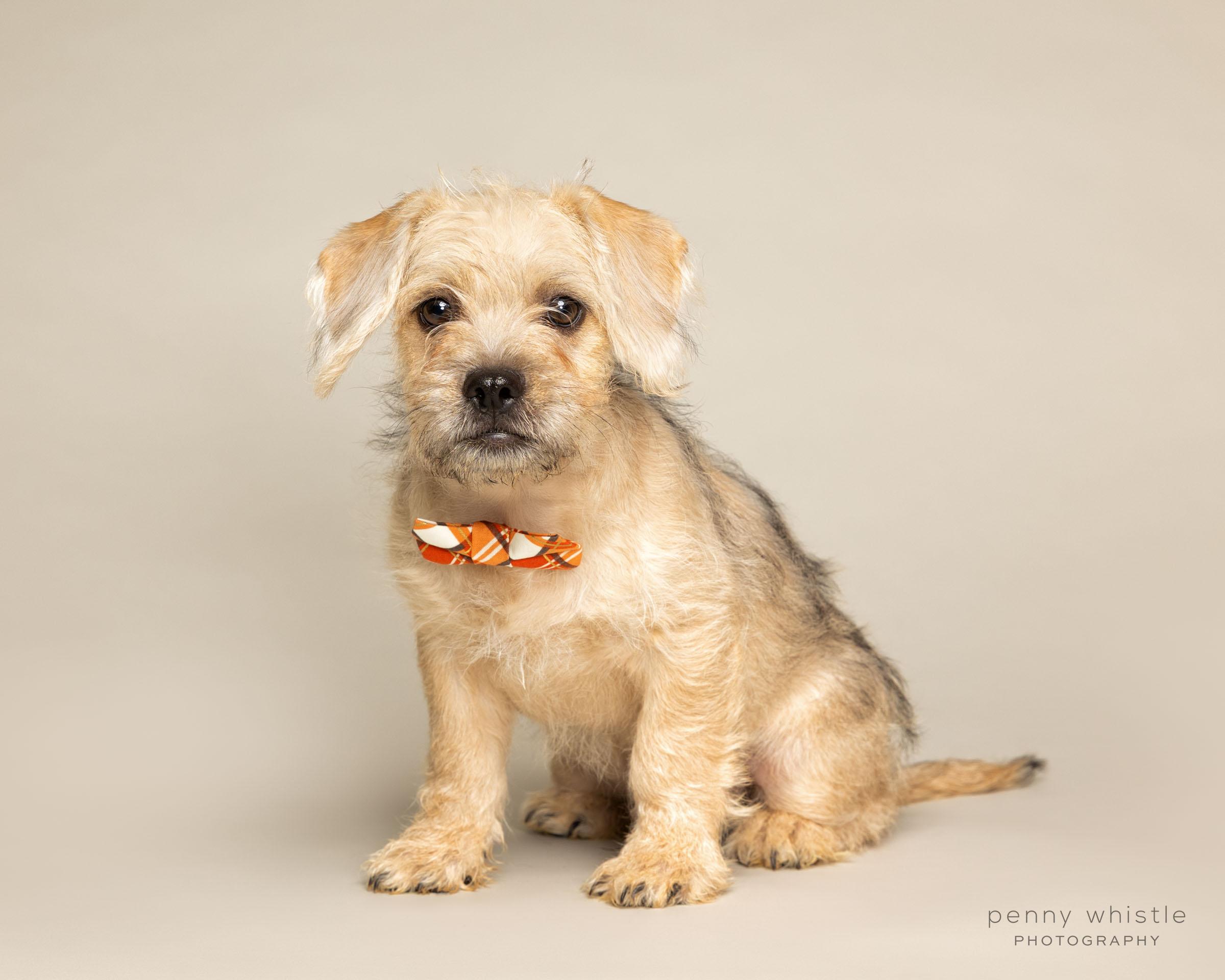 Boone, a Adoptable mixed breed in Coppell, TX image 3/3
