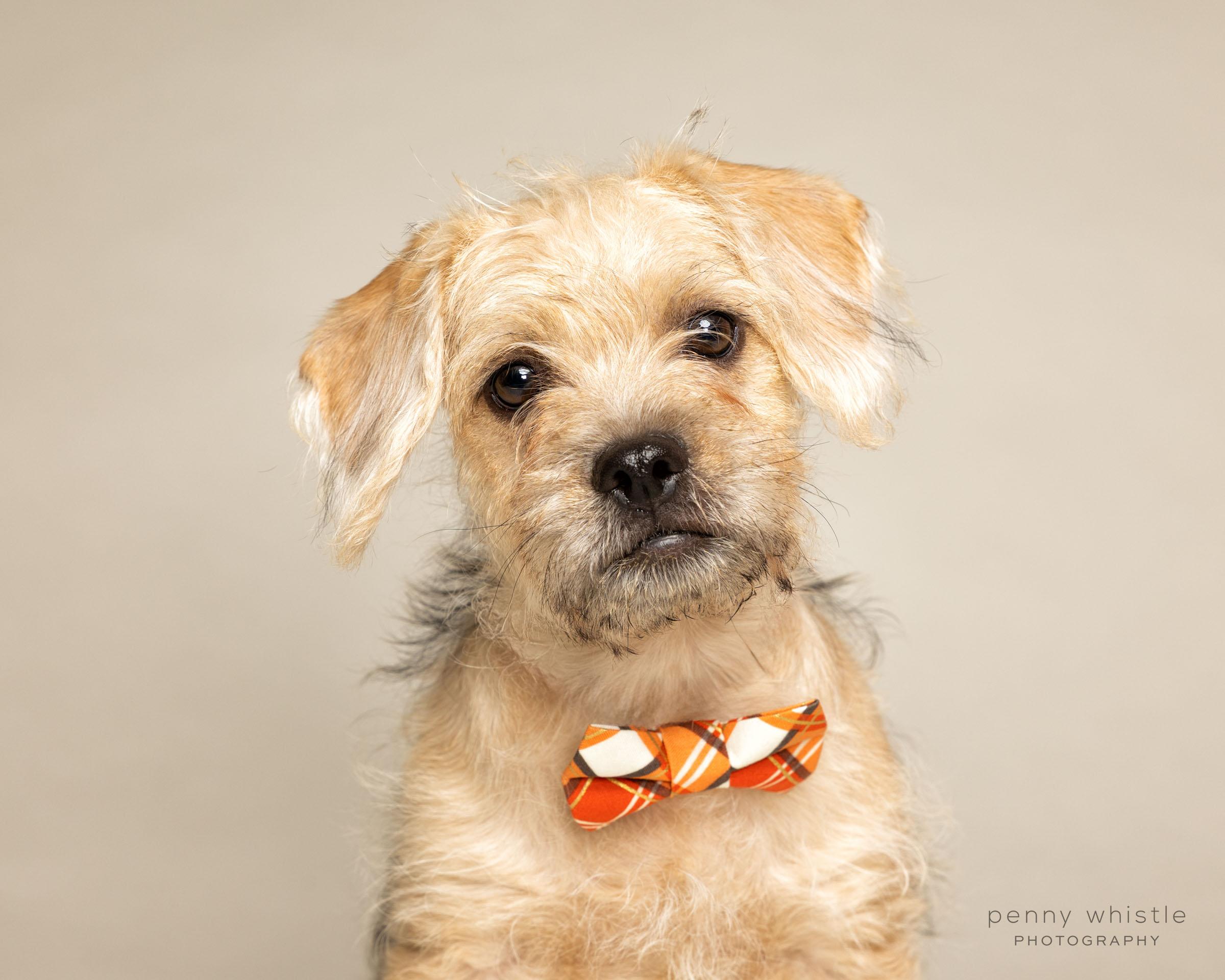 Boone, a Adoptable mixed breed in Coppell, TX image 1/3