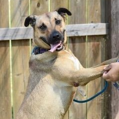 Brittany, Adoptable, Adult Female Black Mouth Cur & Shepherd.