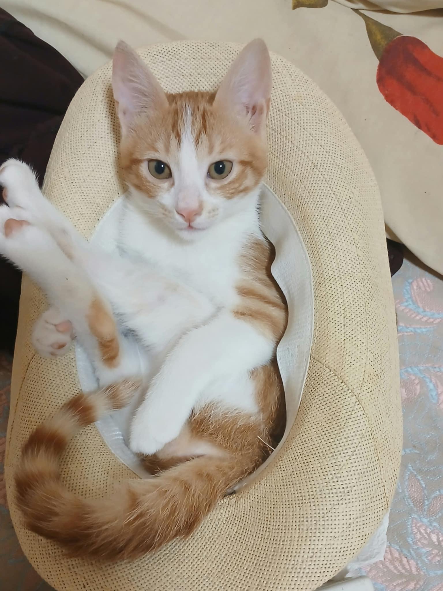 Louis