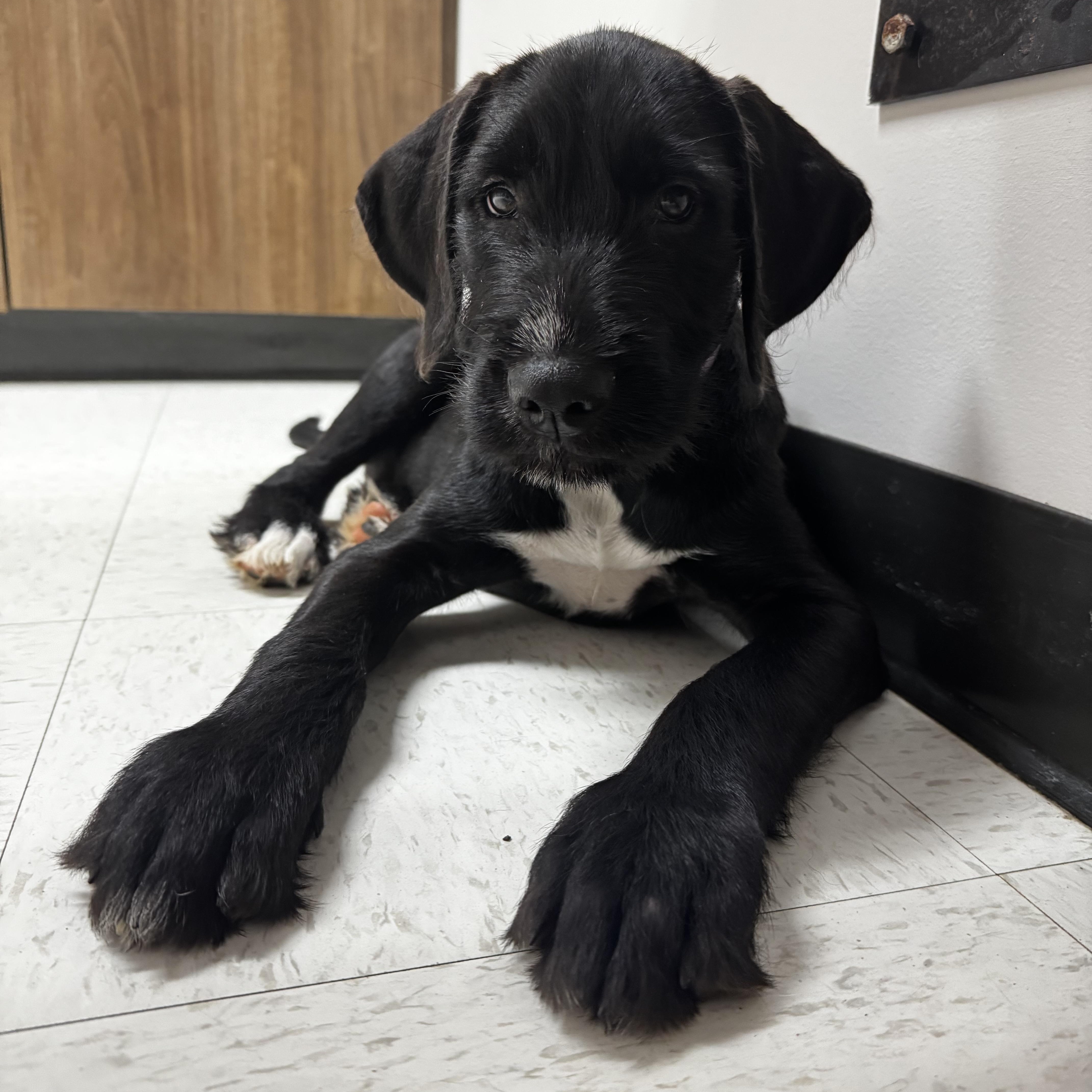 Enlarge Alexis, a ADOPTABLE mixed breed in Rock Hill, SC image 1/6