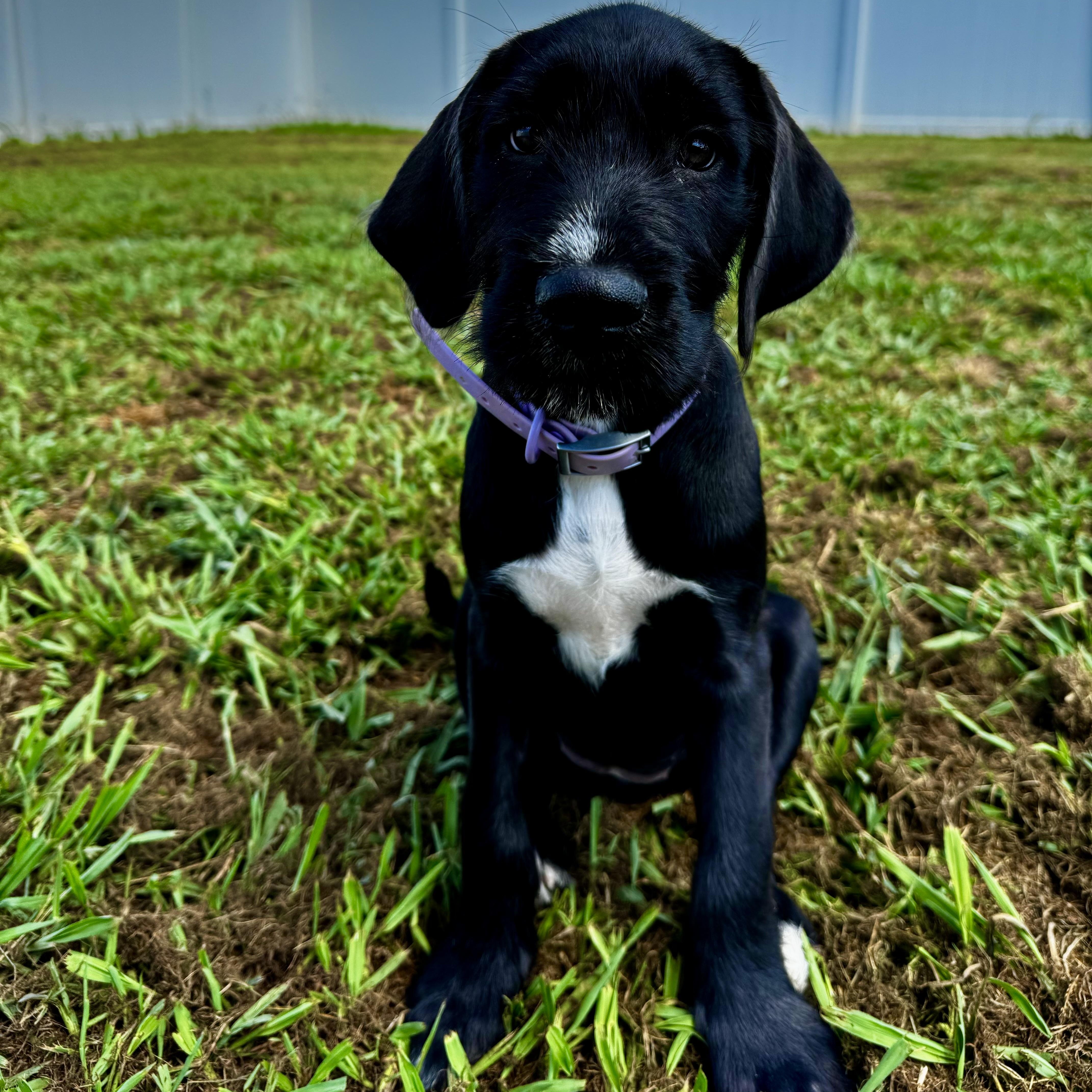 Enlarge Alexis, a ADOPTABLE mixed breed in Rock Hill, SC image 2/6