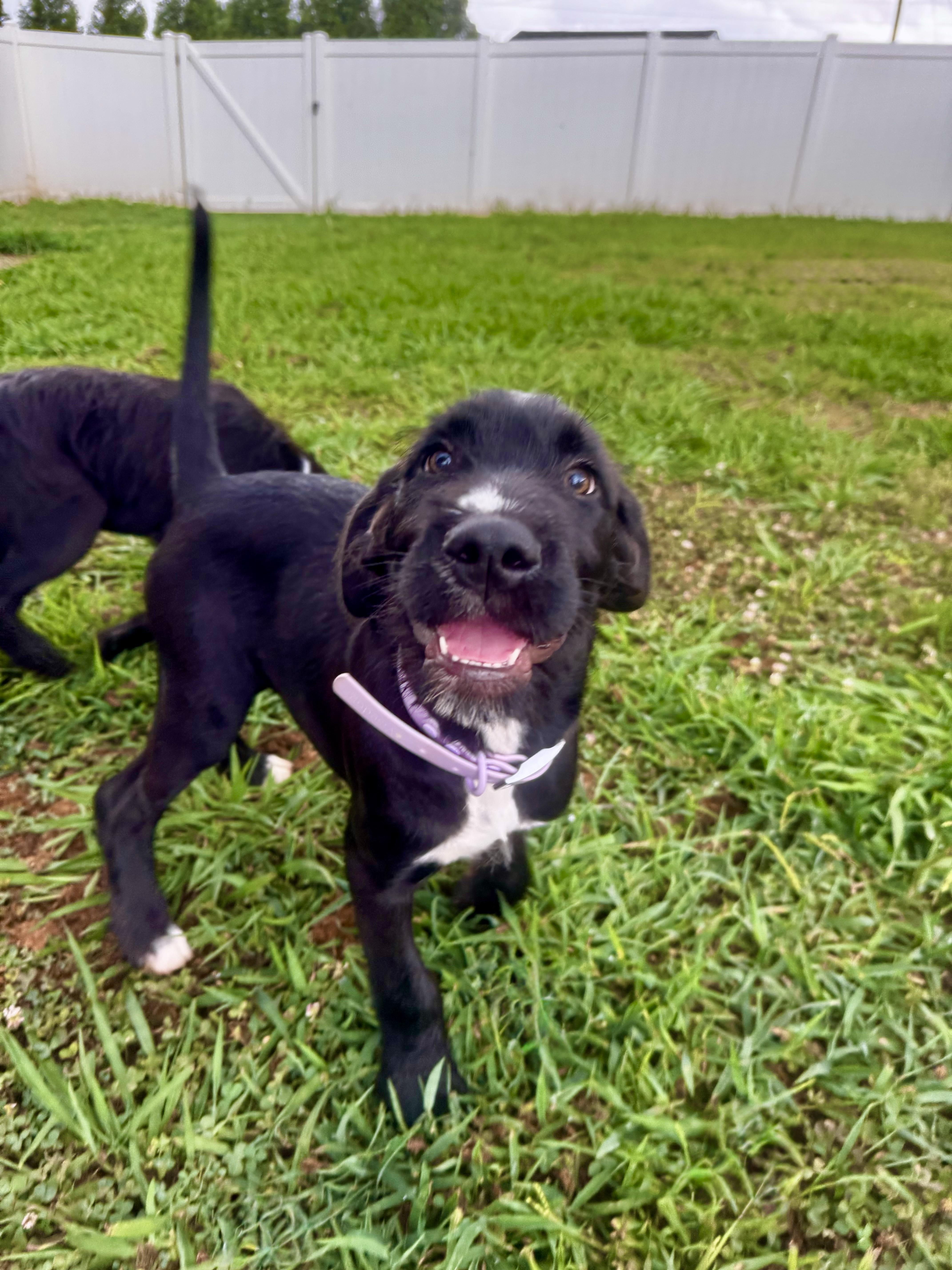 Enlarge Alexis, a ADOPTABLE mixed breed in Rock Hill, SC image 6/6