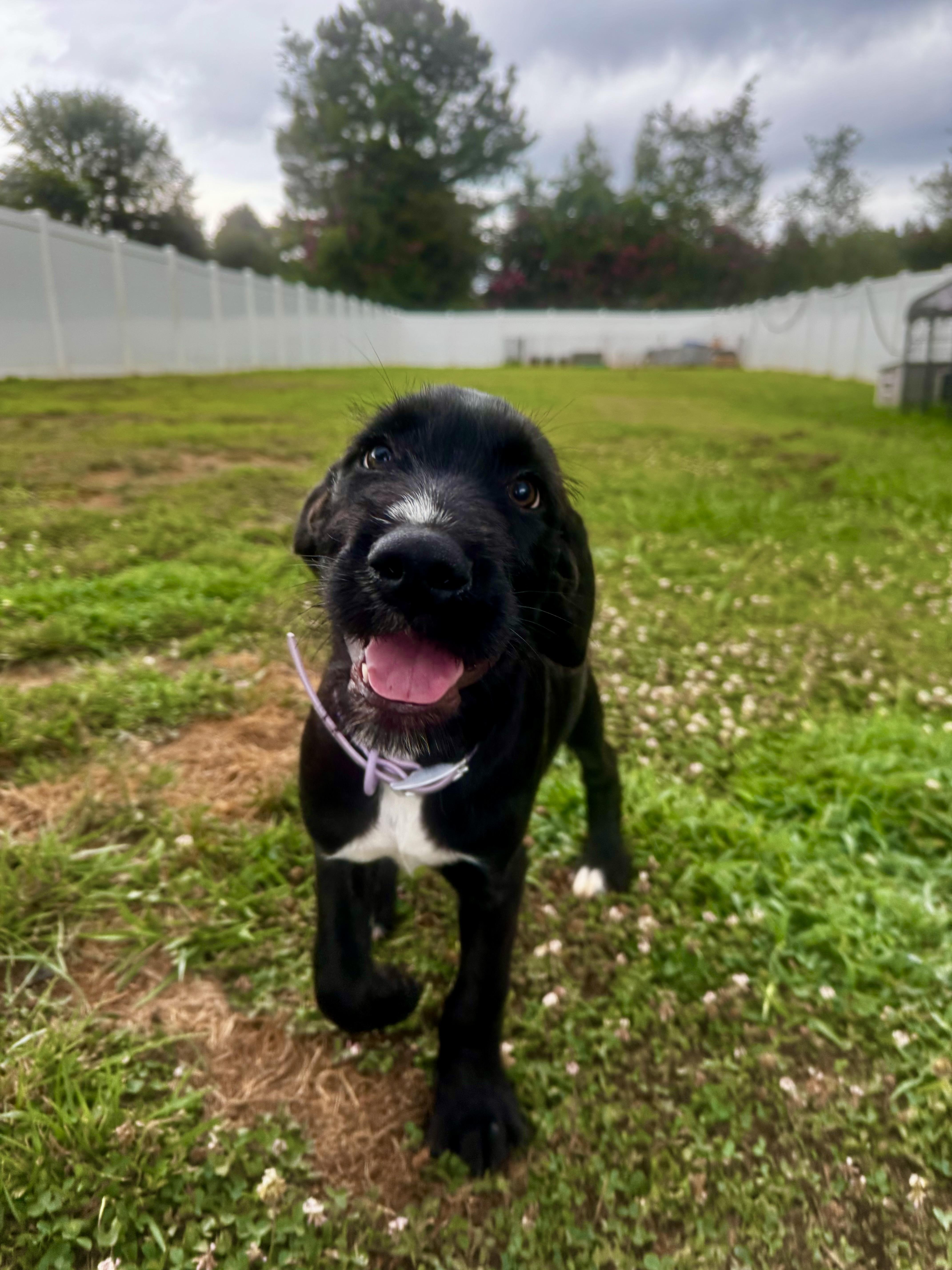 Enlarge Alexis, a ADOPTABLE mixed breed in Rock Hill, SC image 3/6