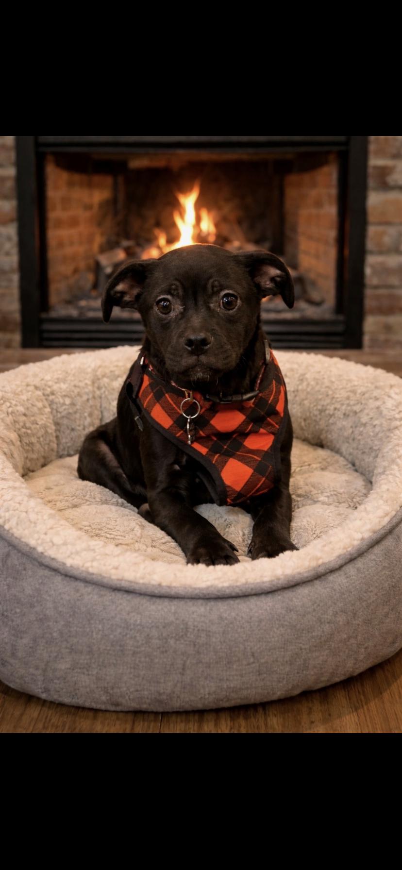 Enlarge Hudson, a ADOPTABLE mixed breed in Oceanside, CA image 1/1