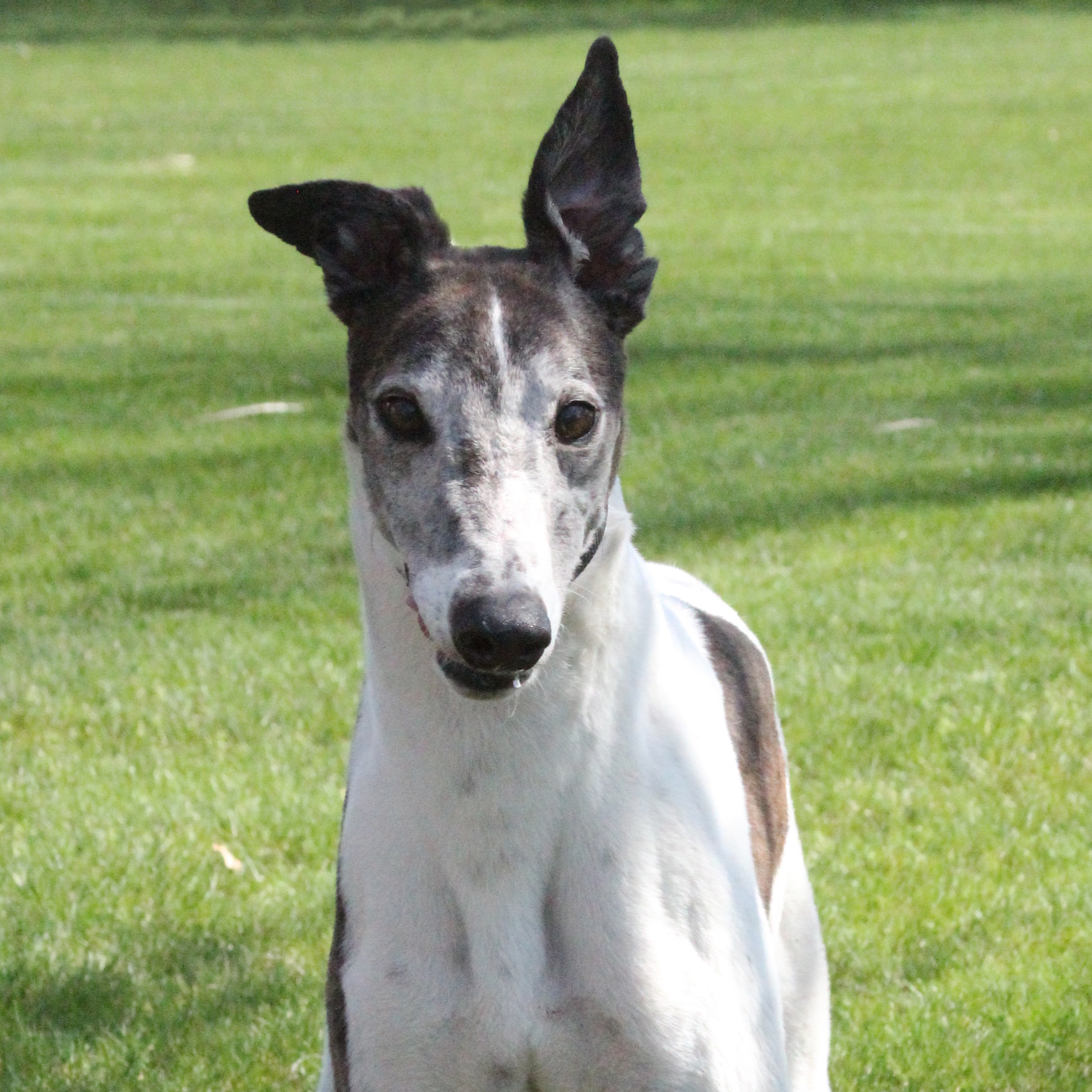 Monster, an adoptable Greyhound in Goshen, IN, 46526 | Photo Image 5
