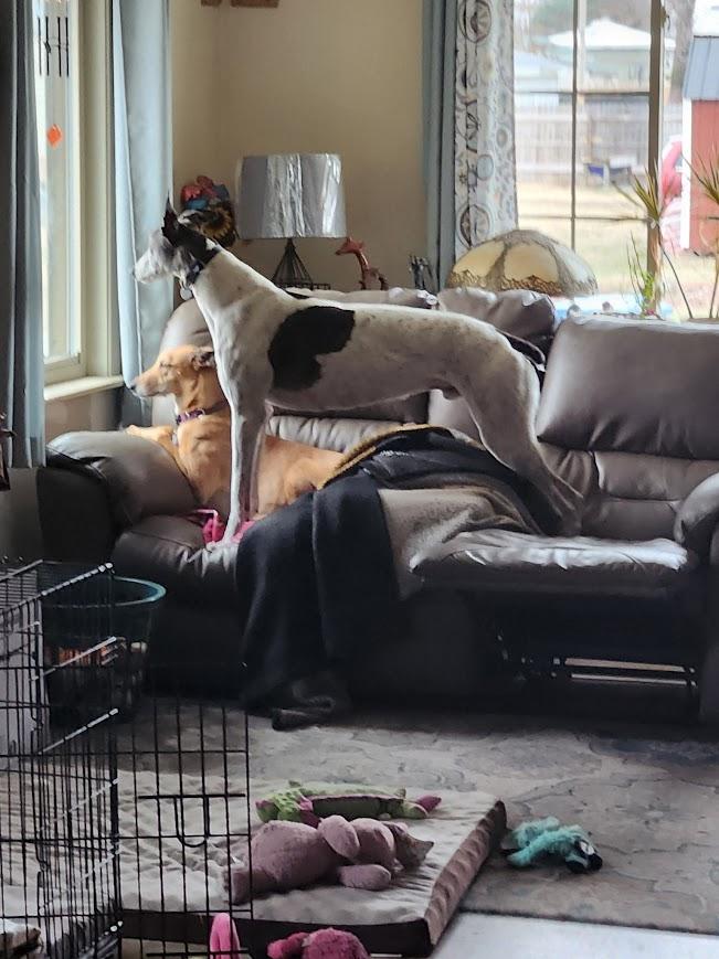 Monster, an adoptable Greyhound in Goshen, IN, 46526 | Photo Image 6