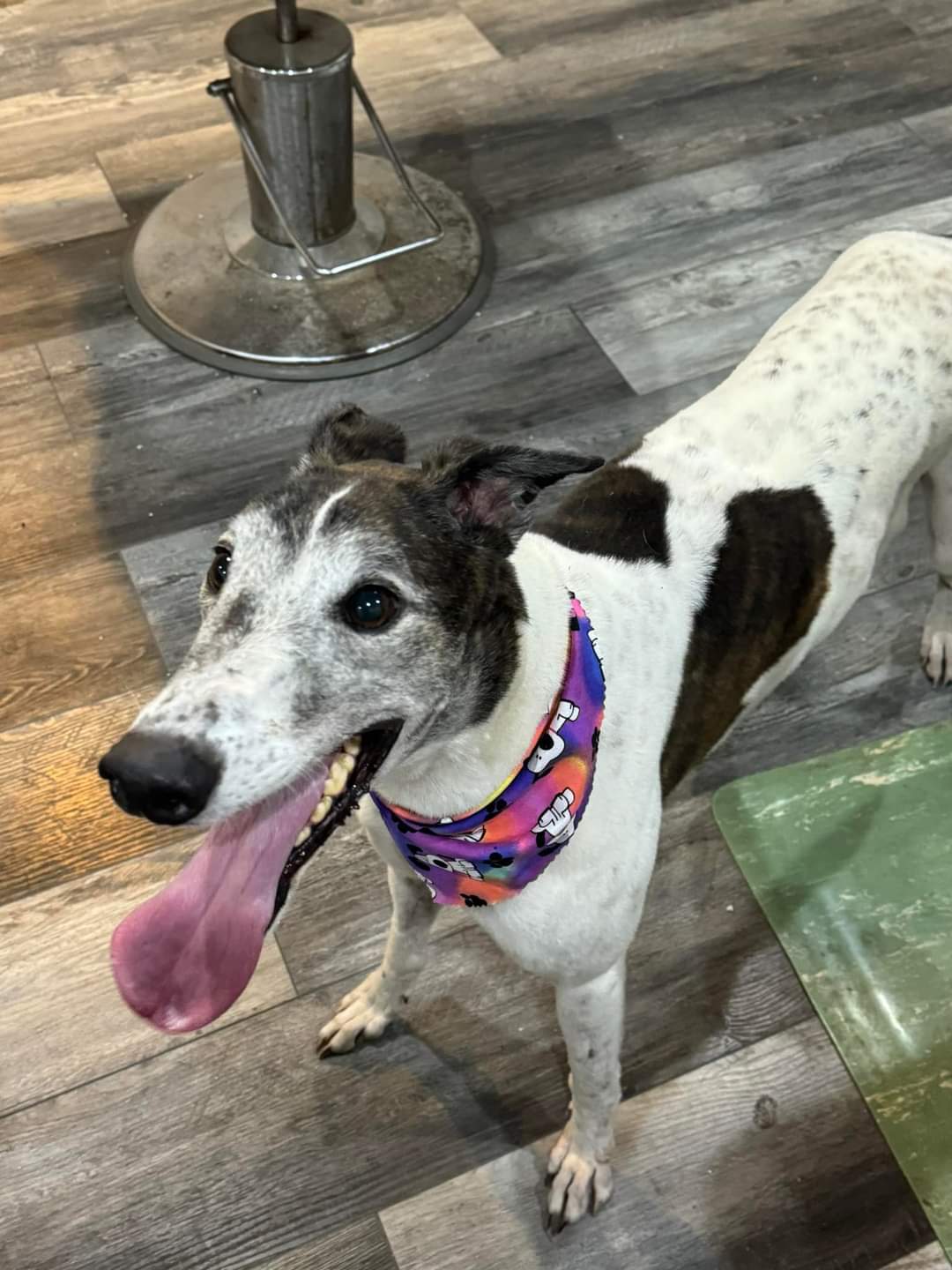 Monster, an adoptable Greyhound in Goshen, IN, 46526 | Photo Image 4