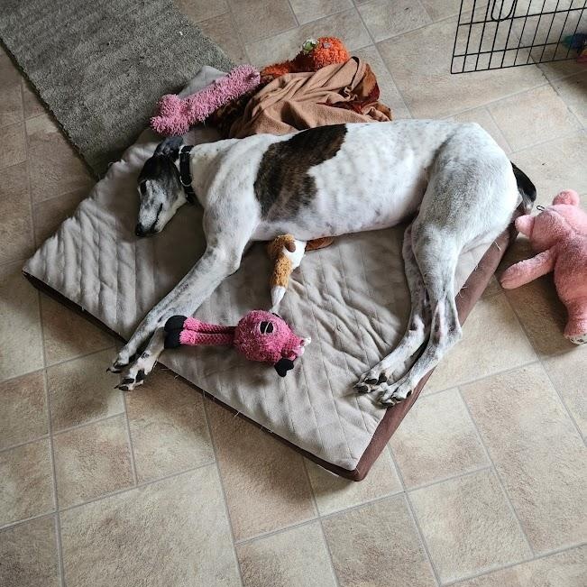 Monster, an adoptable Greyhound in Goshen, IN, 46526 | Photo Image 2