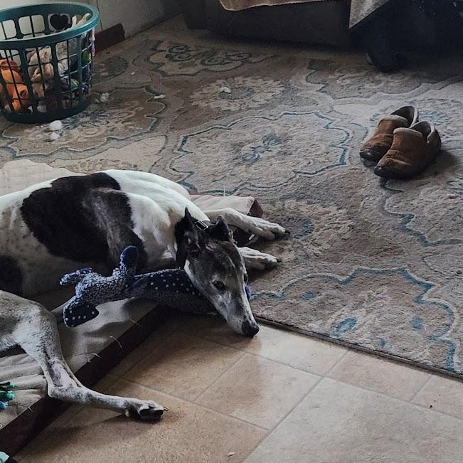 Monster, an adoptable Greyhound in Goshen, IN, 46526 | Photo Image 3