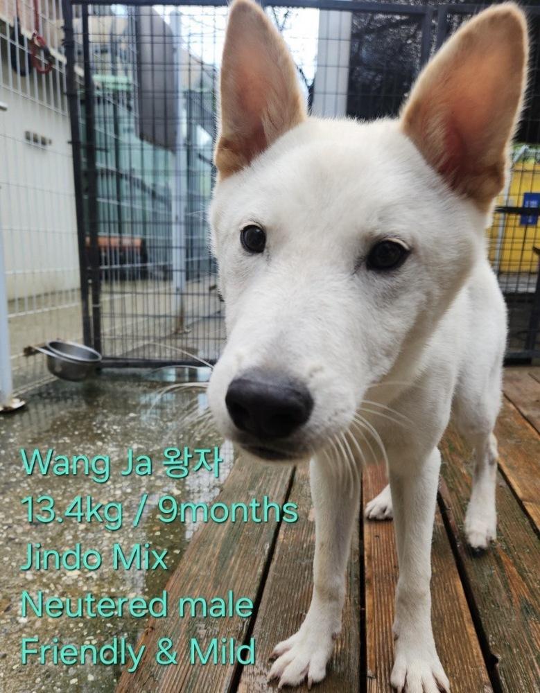 WANG JA, Adoptable, Puppy Male Jindo.