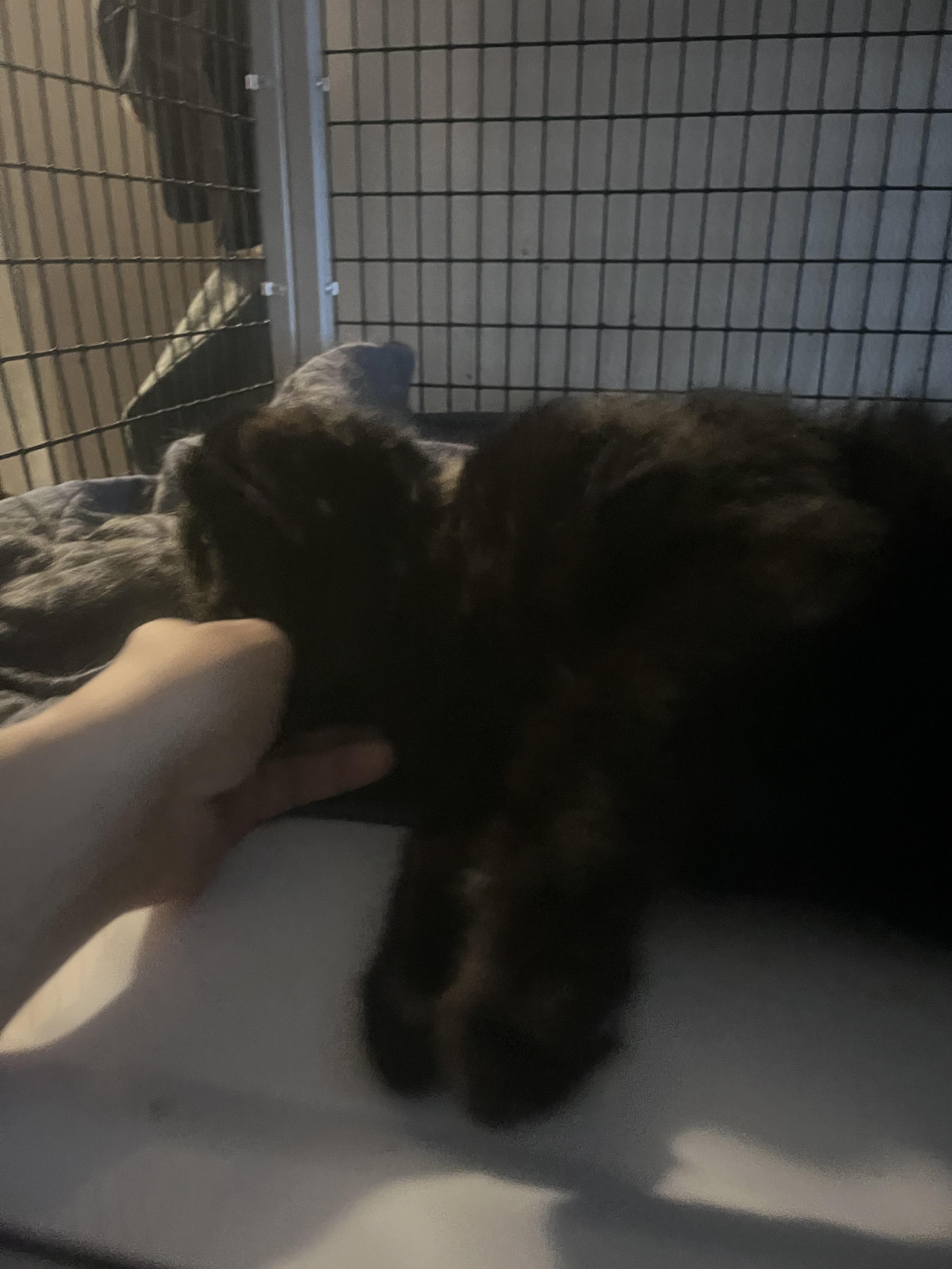 Enlarge Sabbath, a Adoptable Domestic Short Hair in Orlando, FL image 5/5