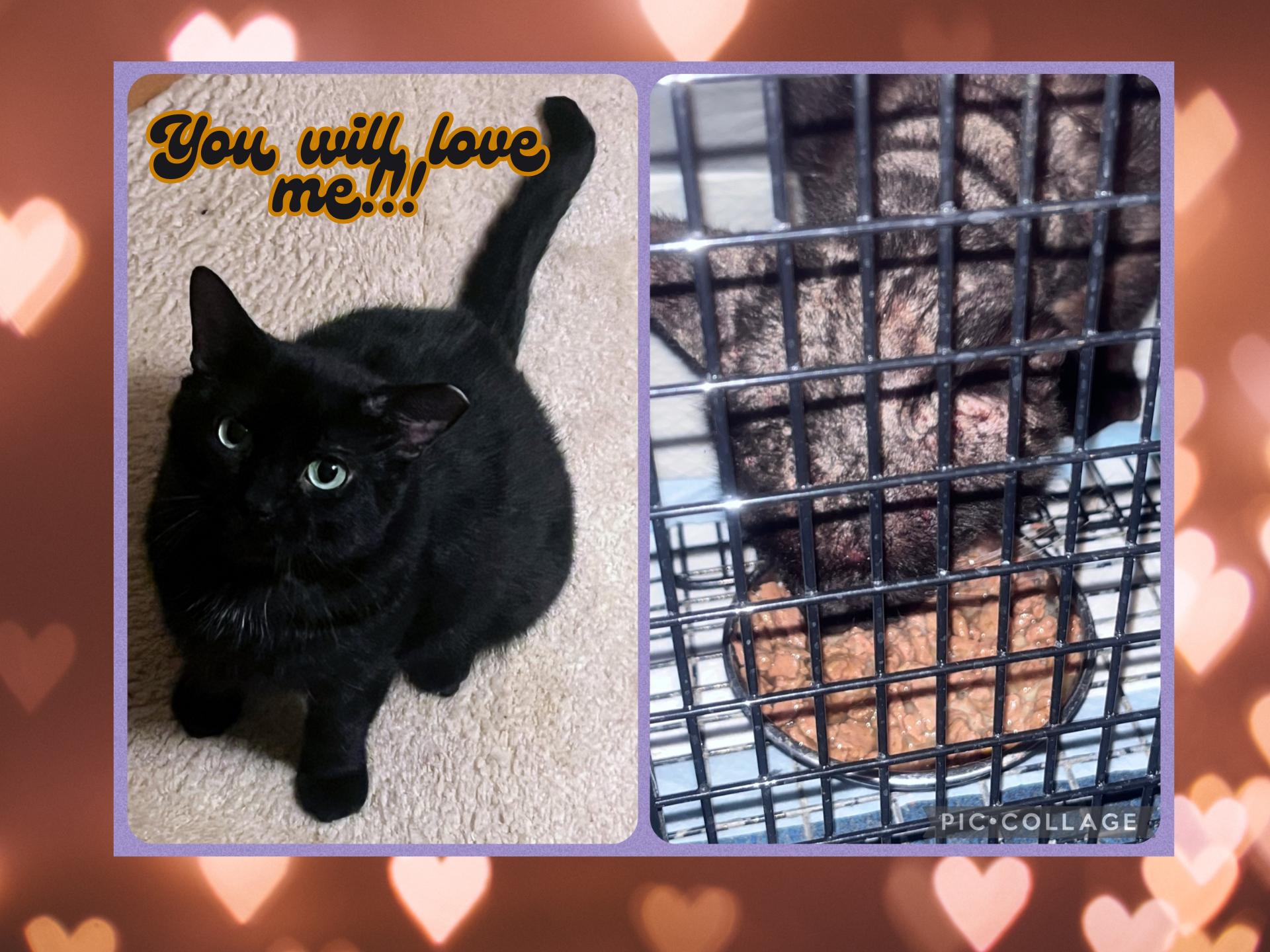 Enlarge Sabbath, a Adoptable Domestic Short Hair in Orlando, FL image 2/5