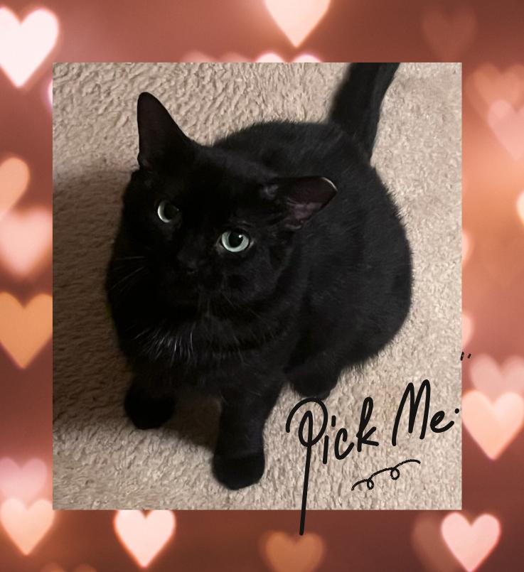 Sabbath, Adoptable, Adult Male Domestic Short Hair.