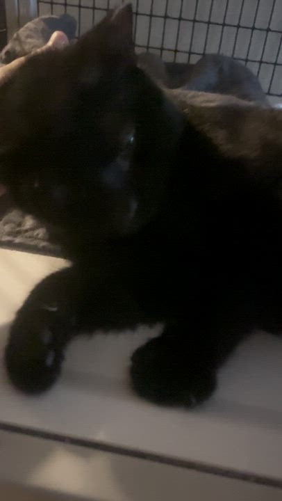 Enlarge Sabbath, a Adoptable Domestic Short Hair in Orlando, FL video 4/5