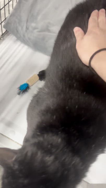 Enlarge Sabbath, a Adoptable Domestic Short Hair in Orlando, FL video 3/5