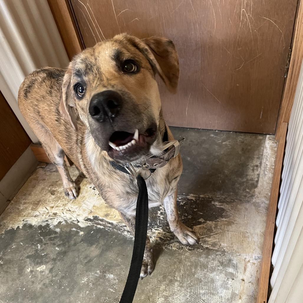 jake, Adoptable, Young Male Pit Bull Terrier.