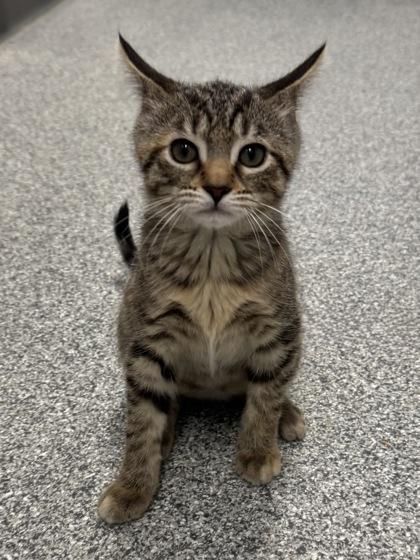 Forsythia, Baby Female Domestic Short Hair