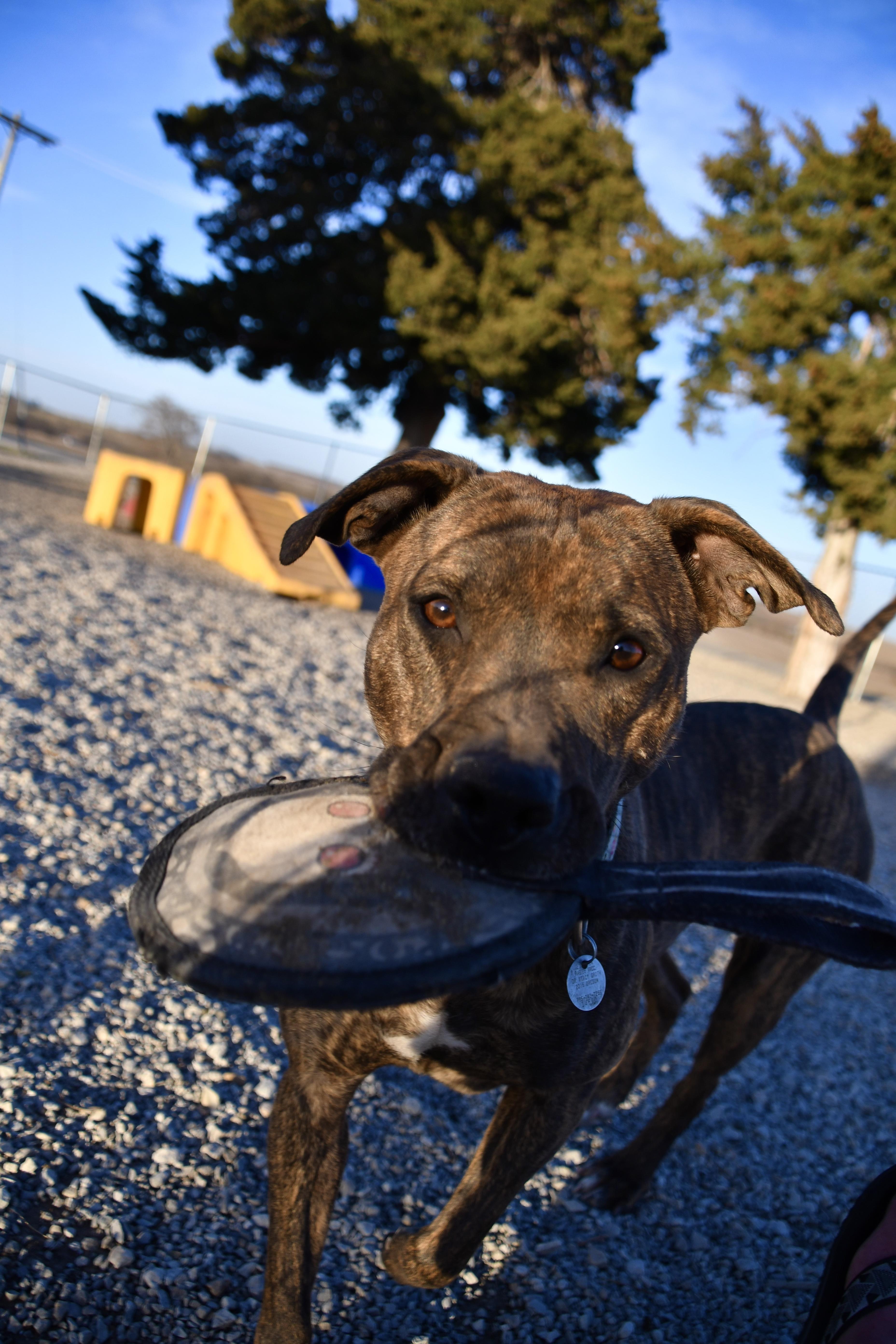 Gracie, a Adoptable mixed breed in Hiawatha, KS image 4/6