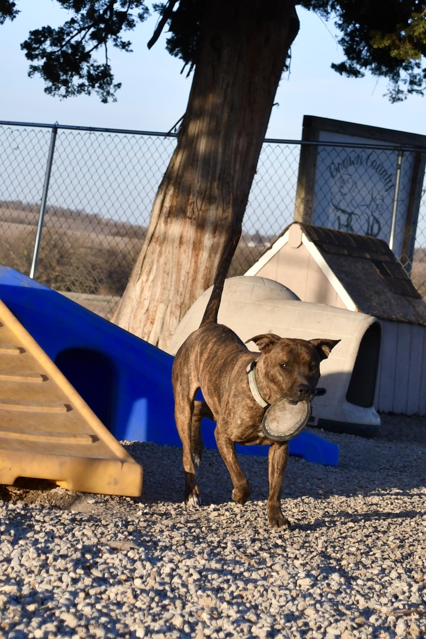 Gracie, a Adoptable mixed breed in Hiawatha, KS image 6/6
