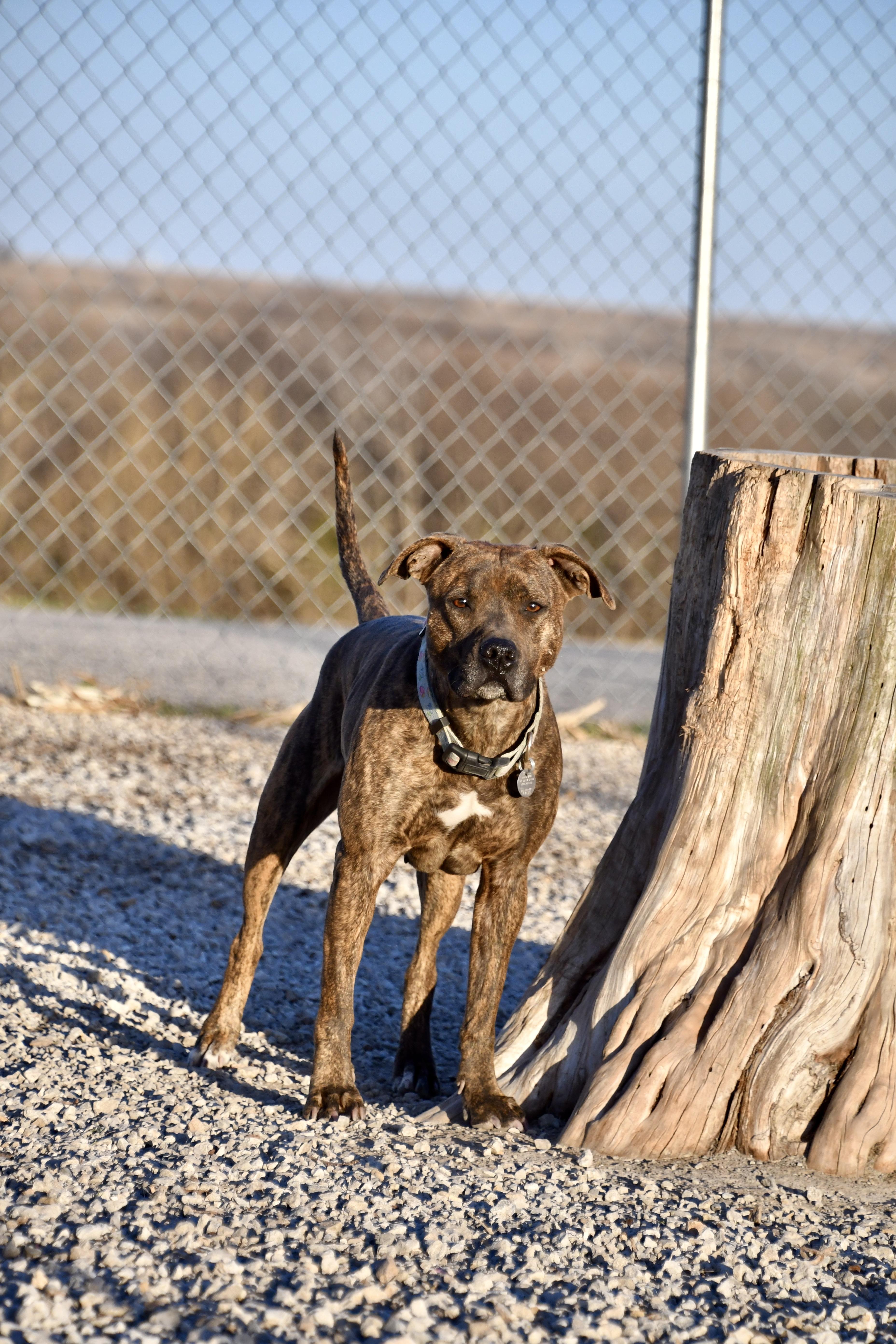Gracie, Adoptable, Young Female Terrier & Mountain Cur.