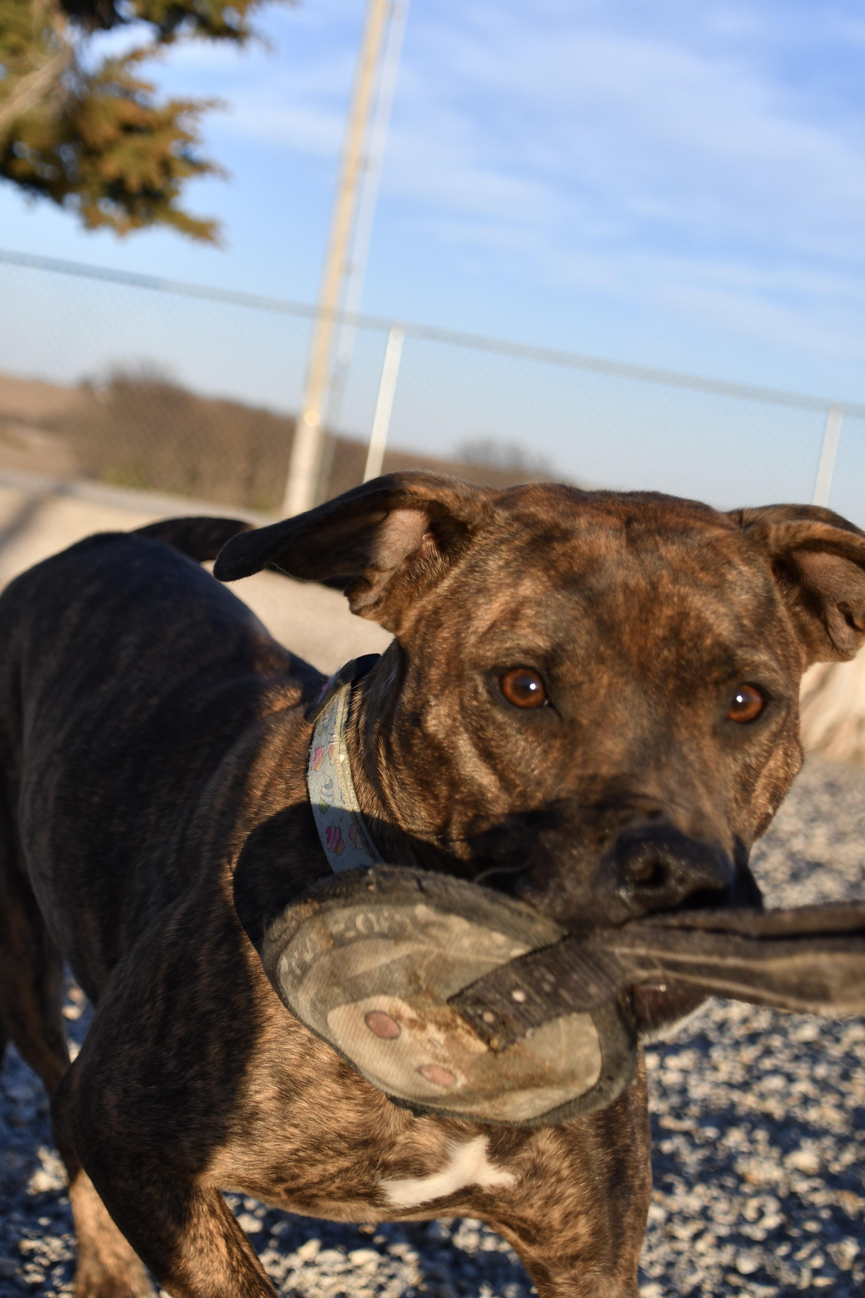Gracie, a Adoptable mixed breed in Hiawatha, KS image 3/6