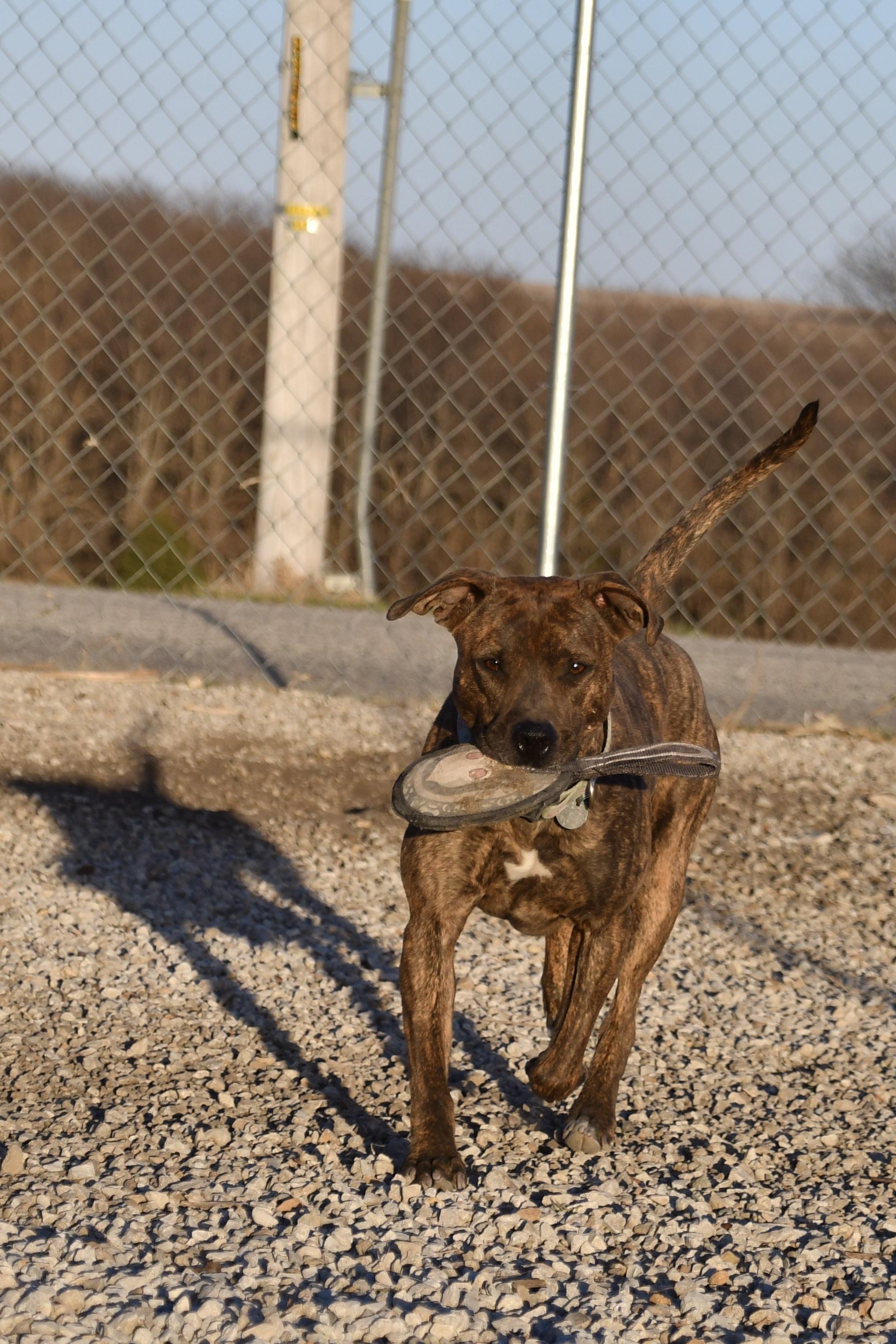 Gracie, a Adoptable mixed breed in Hiawatha, KS image 2/6
