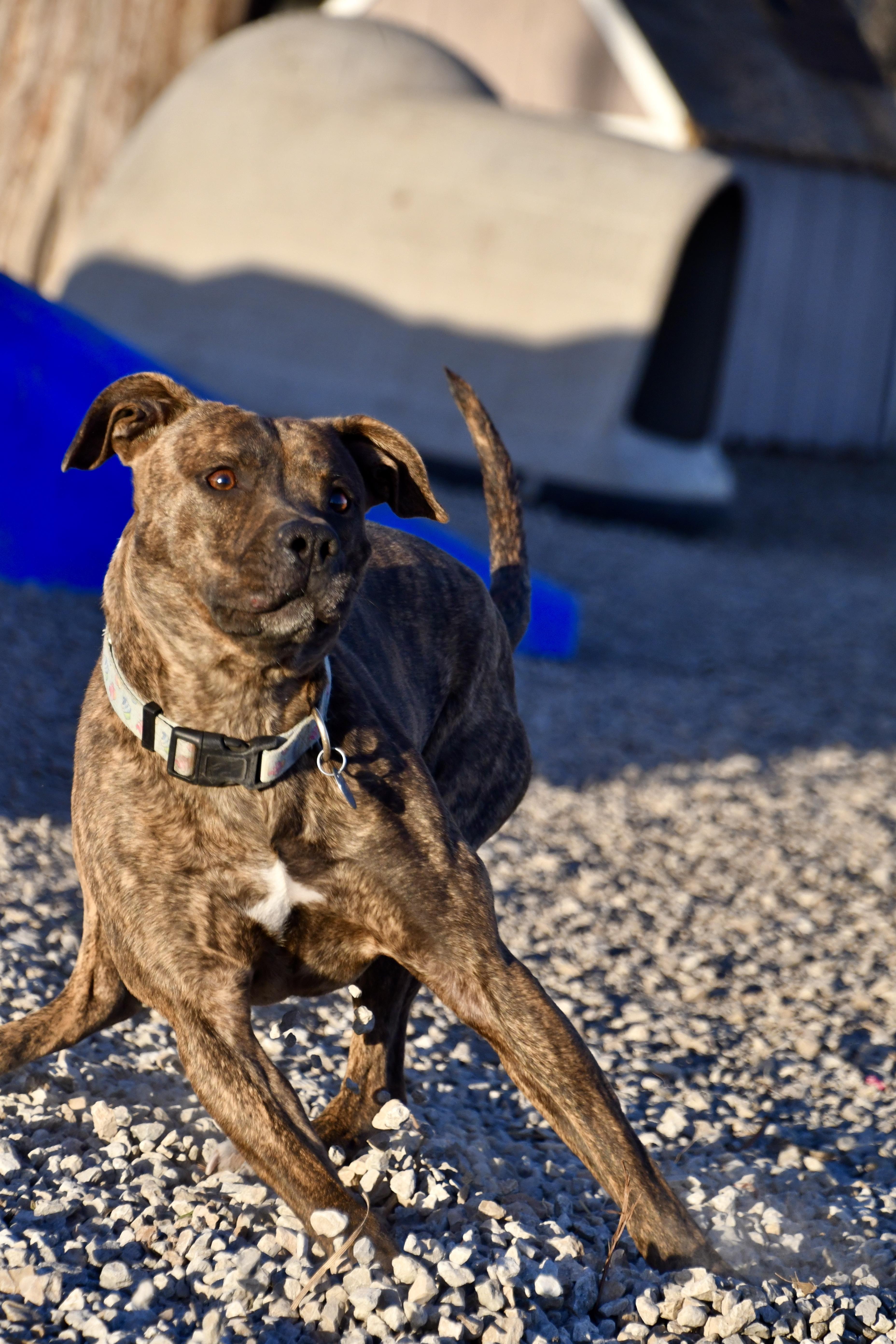 Gracie, a Adoptable mixed breed in Hiawatha, KS image 5/6