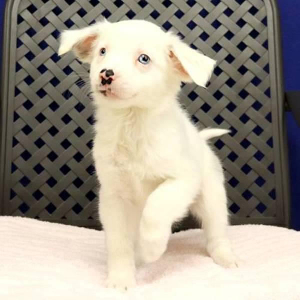 Willow, a Adoptable mixed breed in Midland, TX image 1/2