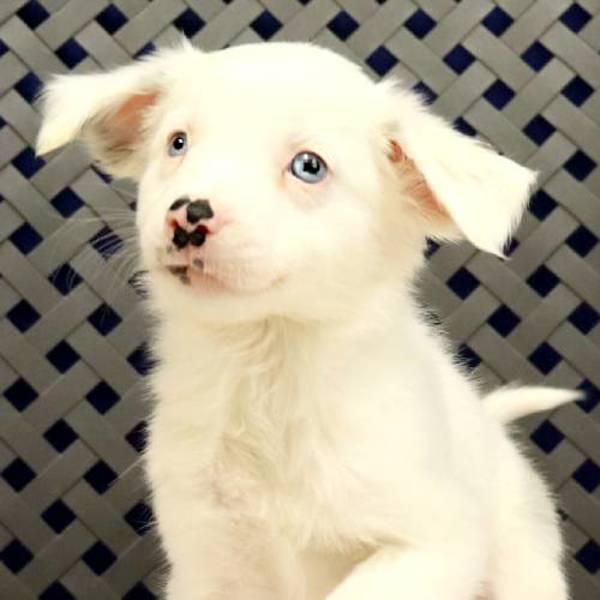 Willow, a Adoptable mixed breed in Midland, TX image 2/2