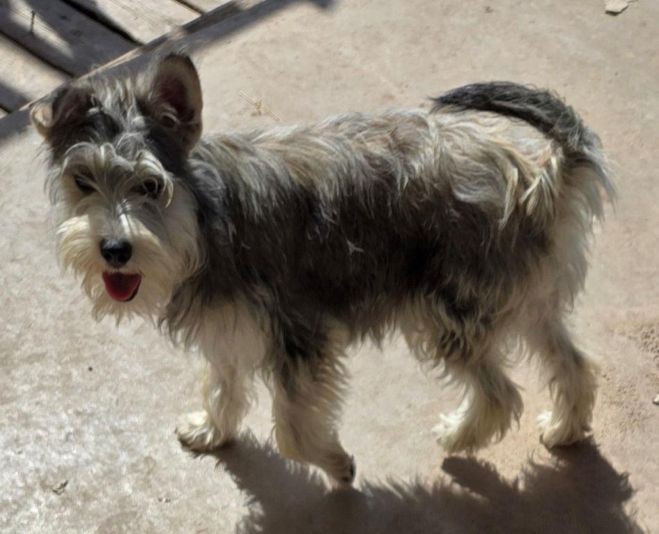 Trudy, Adopted, Young Female Schnauzer & Terrier.