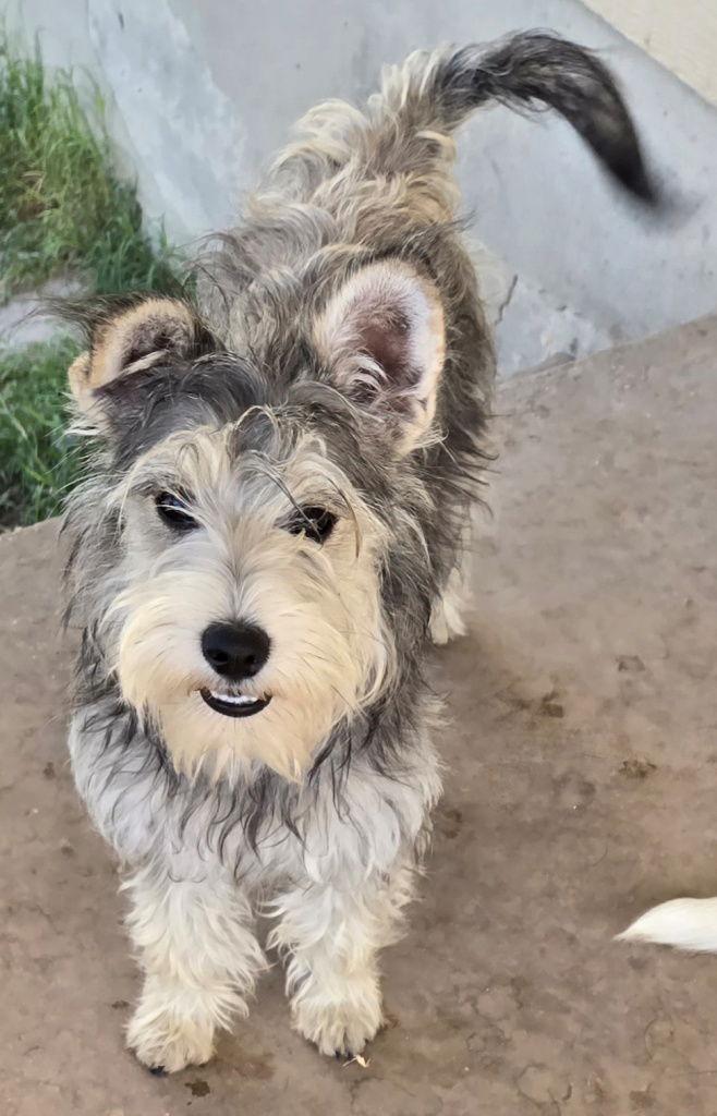 Trudy, a Adopted mixed breed in San Antonio, TX image 2/3