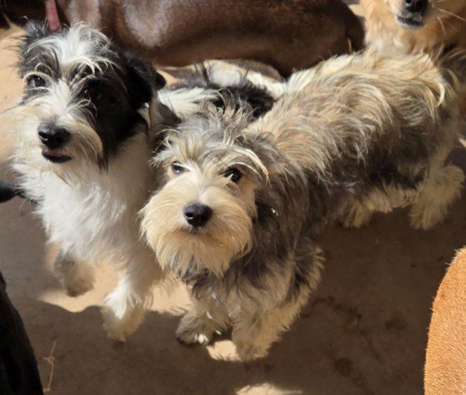 Trudy, a Adopted mixed breed in San Antonio, TX image 3/3