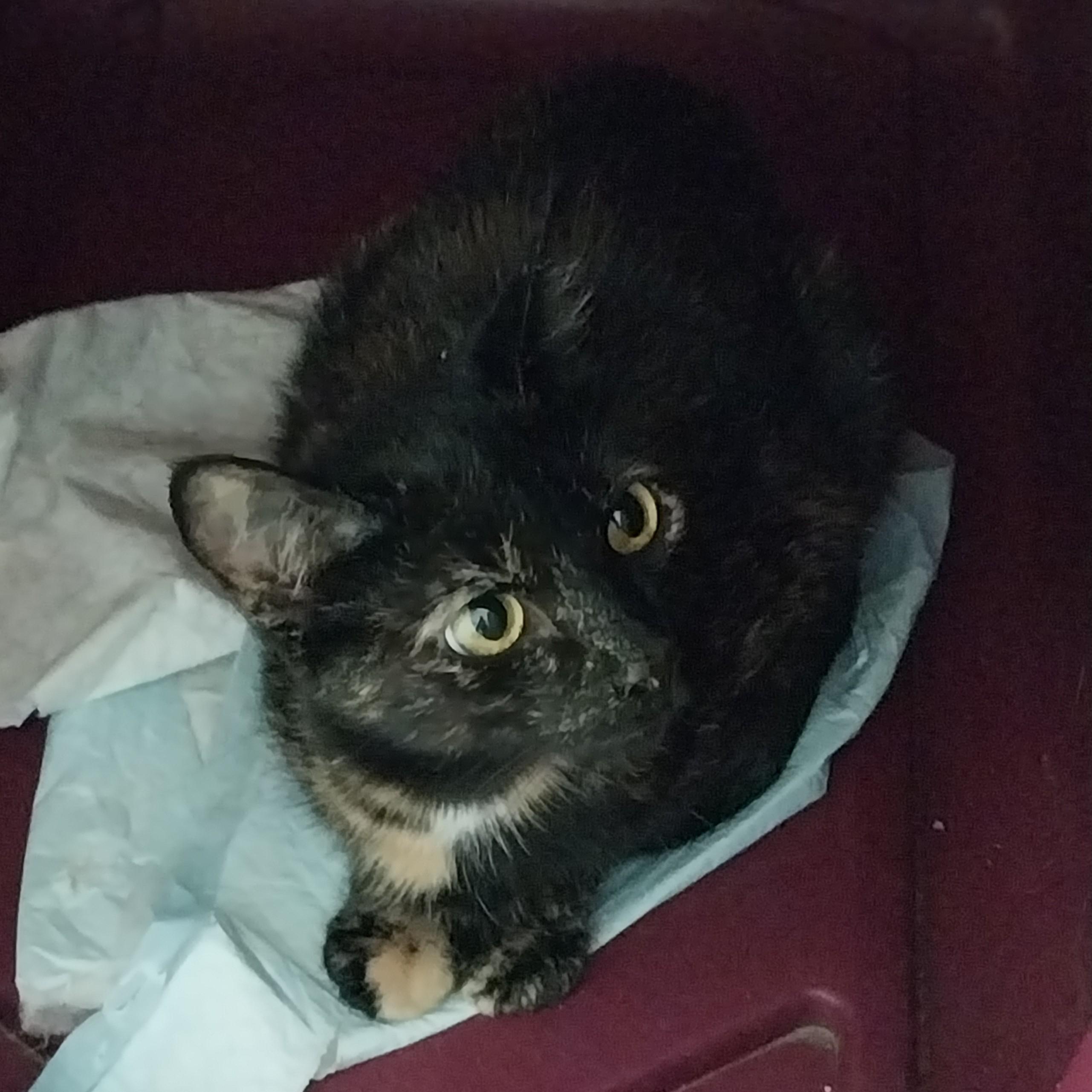 Enlarge Ruby, a Adopted Domestic Short Hair in Charlotte, MI image 1/1