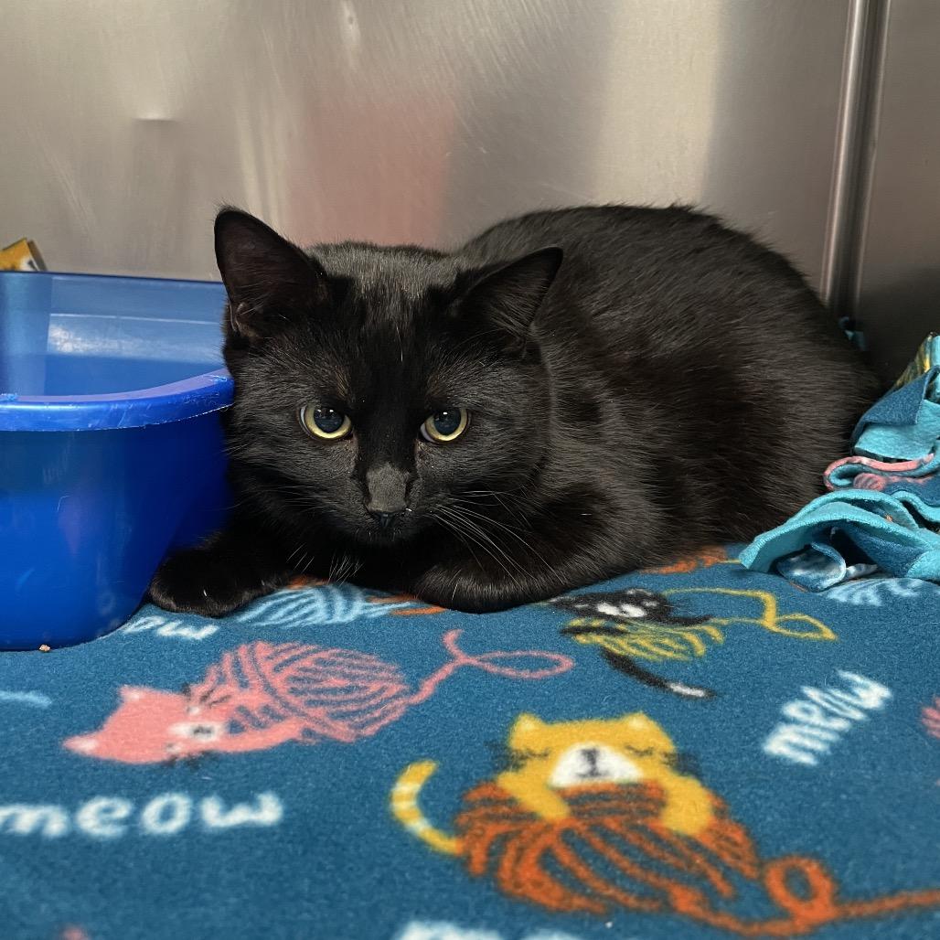 Enlarge Minx, a Adoptable Domestic Short Hair in Spokane, WA image 1/1