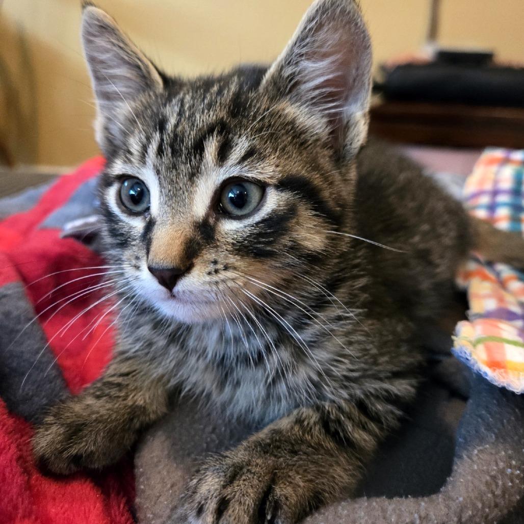 Vincent Van Gogh, Adoptable, Kitten Male Domestic Short Hair.