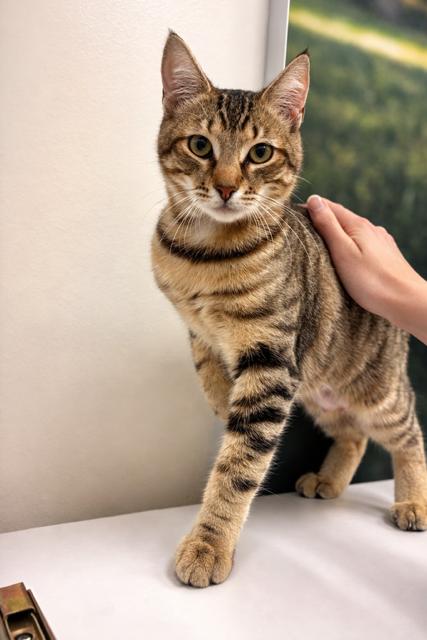 Cinnabun — thumbnail 2