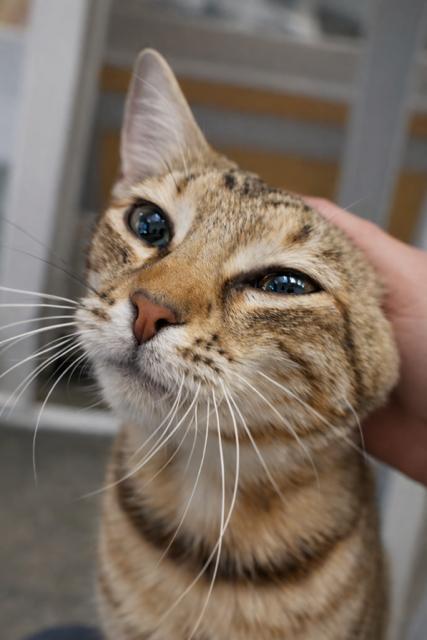 Cinnabun — thumbnail 5