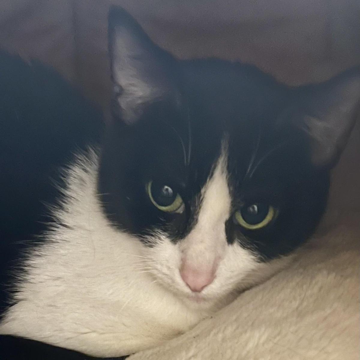 Enlarge Lucy, an adopted Domestic Short Hair in Manhattan Beach, CA image 3/6
