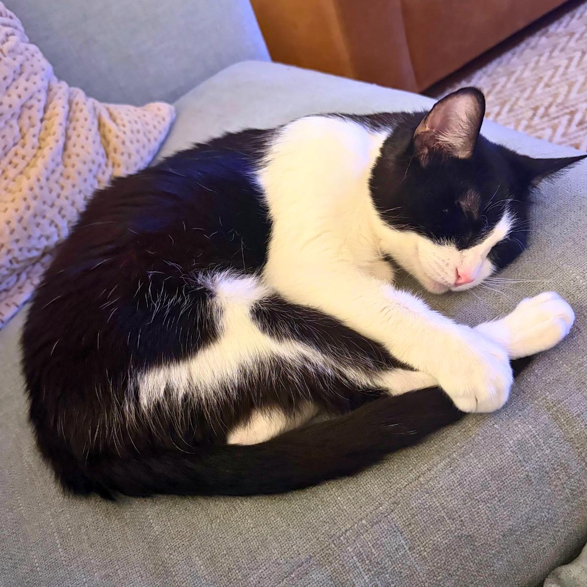 Enlarge Lucy, an adopted Domestic Short Hair in Manhattan Beach, CA image 2/6