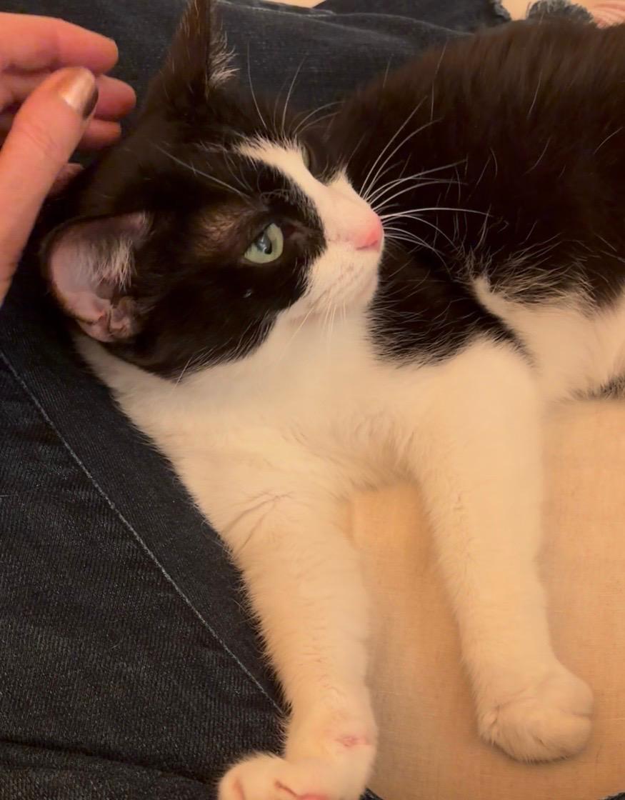 Enlarge Lucy, a ADOPTABLE Domestic Short Hair in Manhattan Beach, CA image 3/5