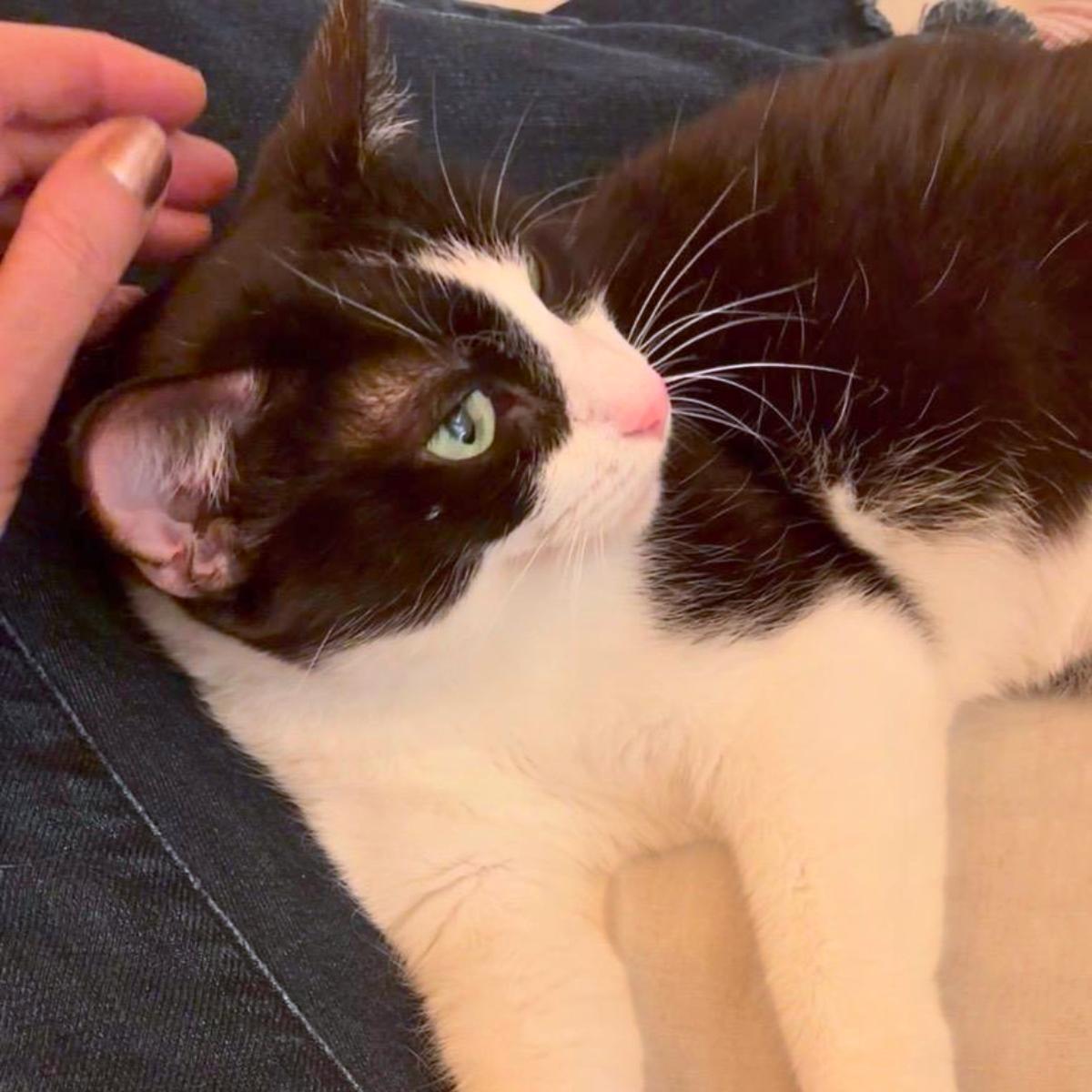 Enlarge Lucy, an adopted Domestic Short Hair in Manhattan Beach, CA image 1/6