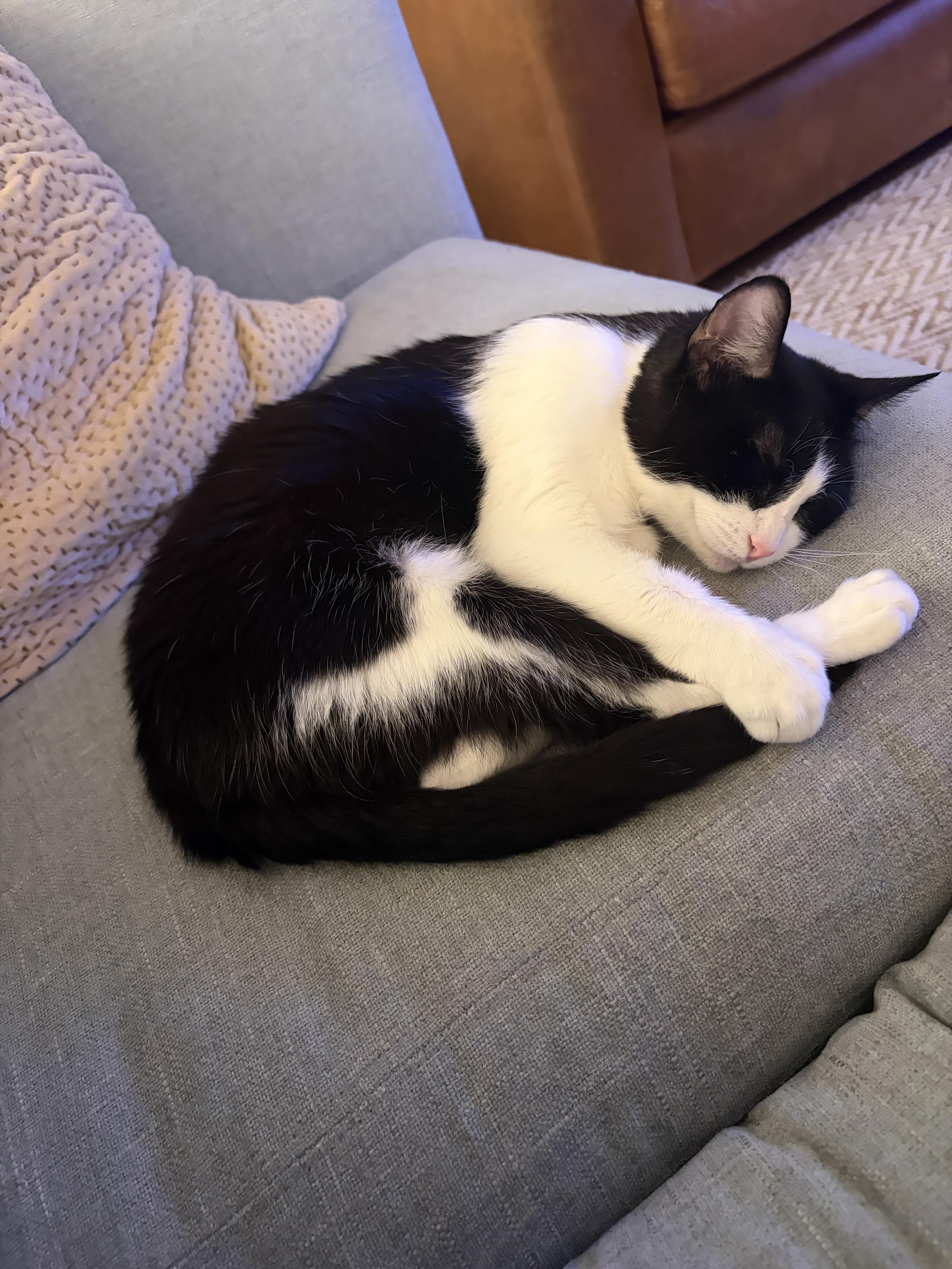 Enlarge Lucy, a ADOPTABLE Domestic Short Hair in Manhattan Beach, CA image 2/5