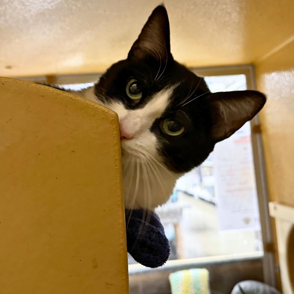 Enlarge Lucy, an adopted Domestic Short Hair in Manhattan Beach, CA image 6/6