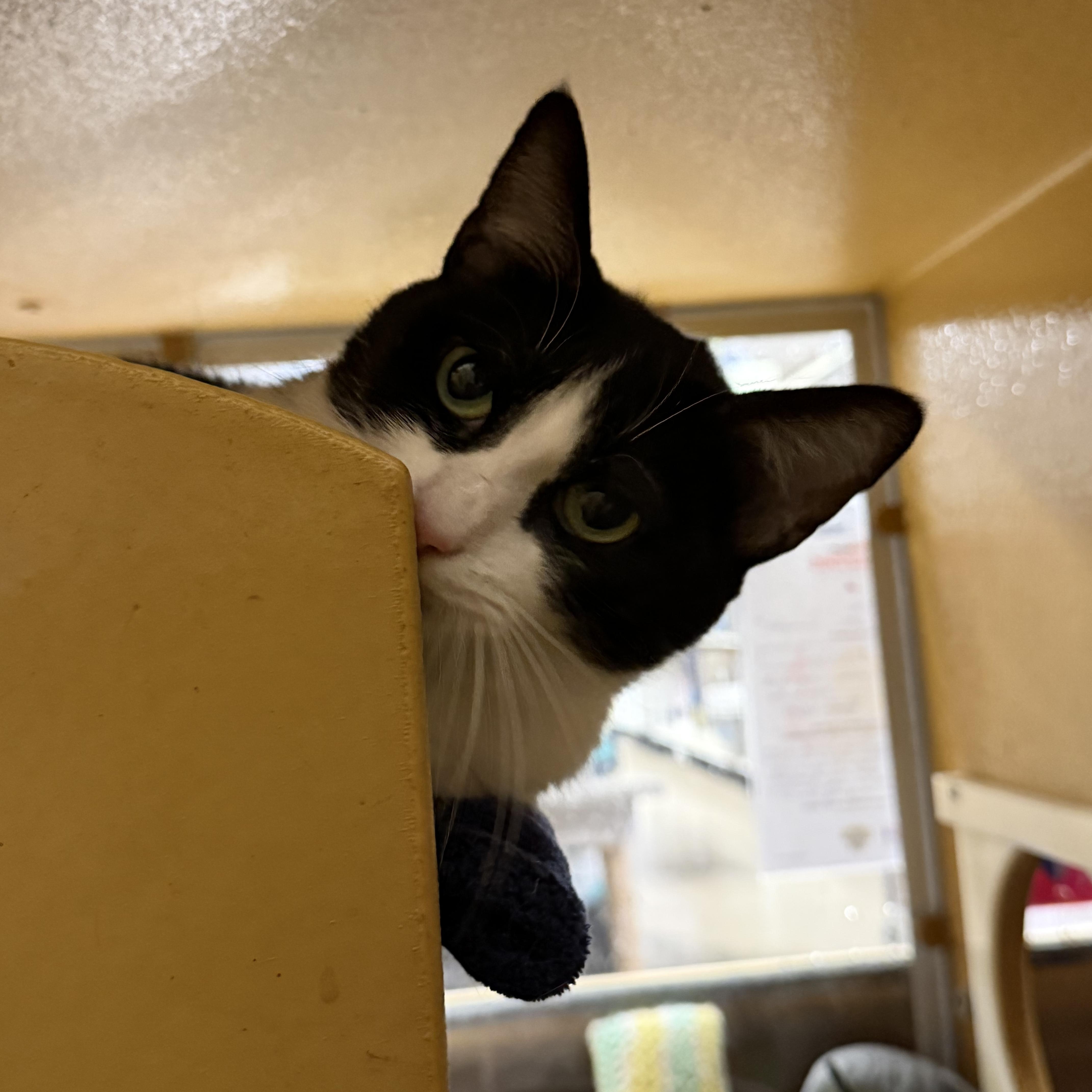 Lucy, ADOPTABLE, Adult Female Domestic Short Hair.