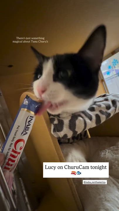 Enlarge Lucy, a ADOPTABLE Domestic Short Hair in Manhattan Beach, CA video 4/5