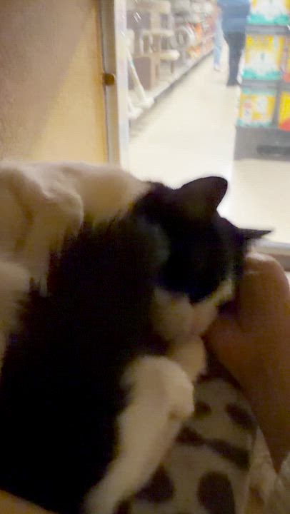 Enlarge Lucy, a ADOPTABLE Domestic Short Hair in Manhattan Beach, CA video 5/5