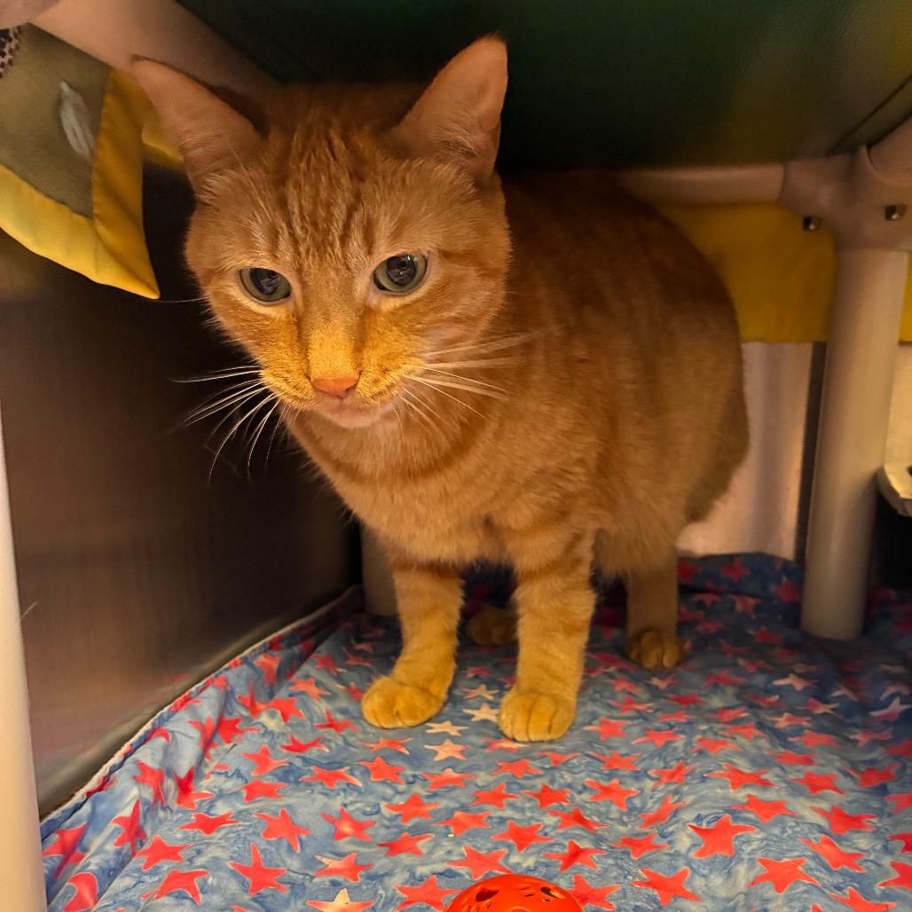 Teddy, Adoptable, Senior Male Domestic Short Hair.