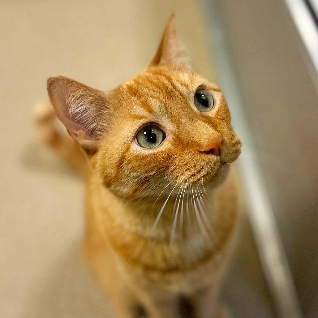 Enlarge Teddy, a Adoptable Domestic Short Hair in Fredericksburg, VA image 2/3
