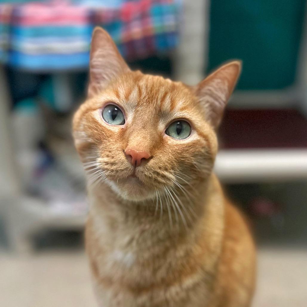 Enlarge Teddy, a Adoptable Domestic Short Hair in Fredericksburg, VA image 3/3